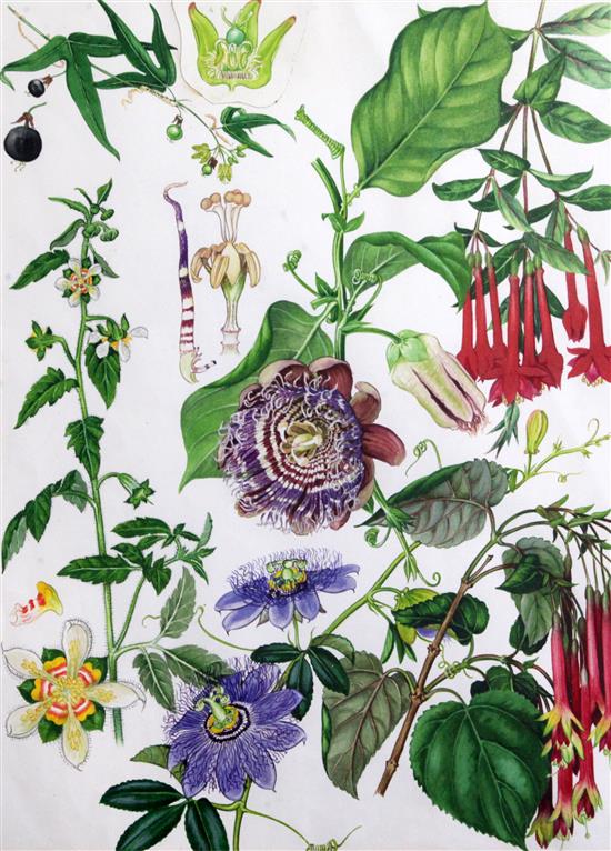 Barbara Mary Steyning Everard (1910-1990) 5 original Wild Flowers of the World plates 168, 172, 173, 183, 188 and a copy of the book